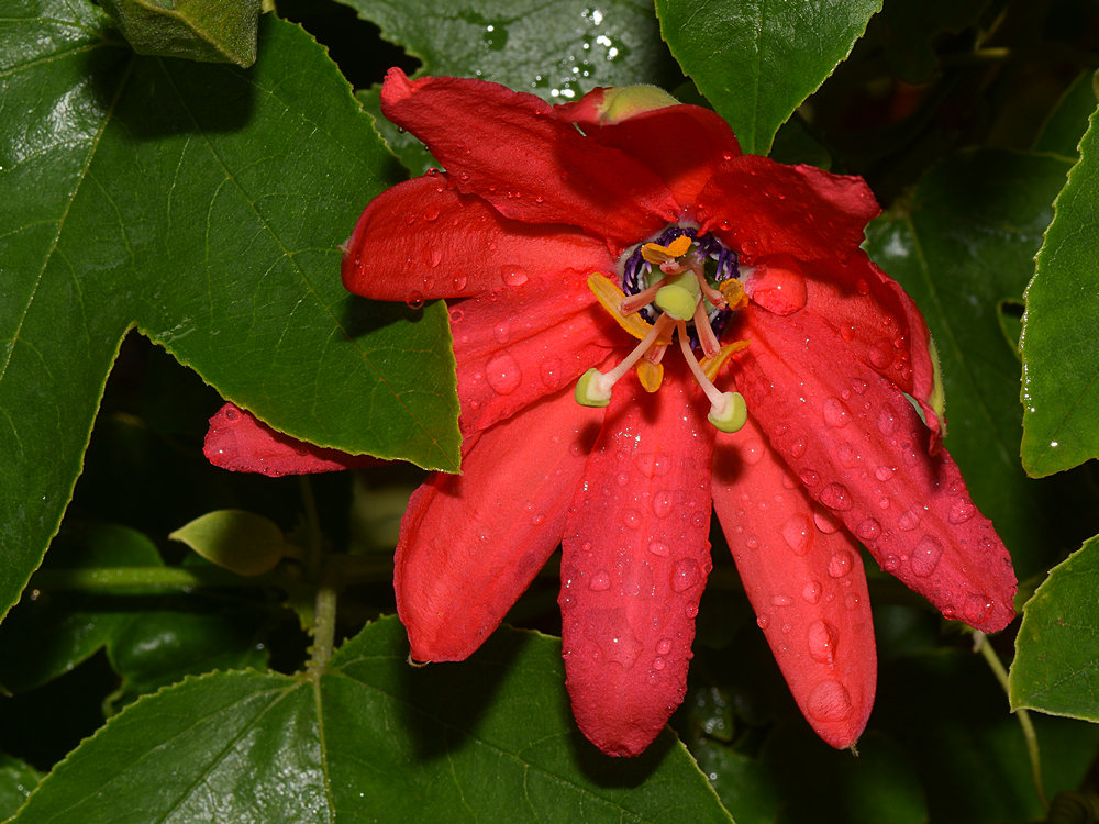 PassifloraCoralSea.jpg