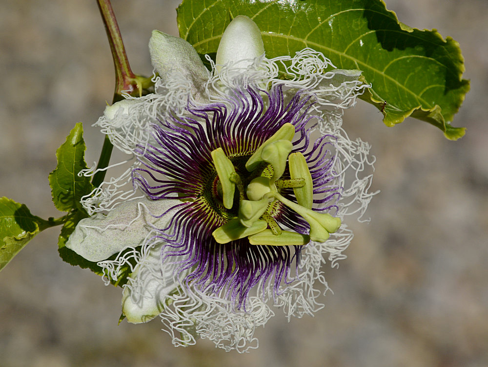 PassifloraEdulis.jpg