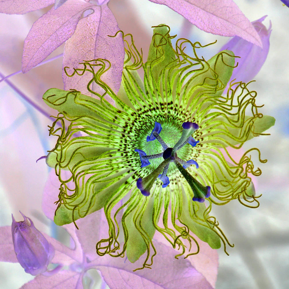 PassifloraNeg2.jpg