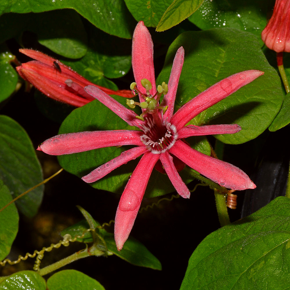 PassifloraSanguine.jpg