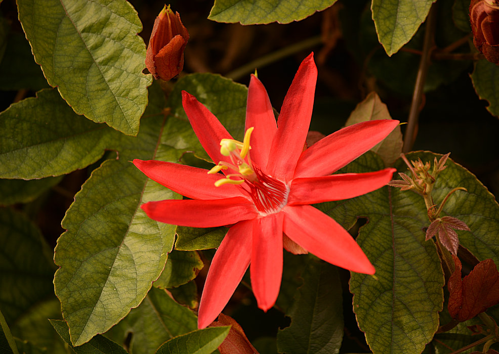 PassifloraVitifolia07Jan2014.jpg