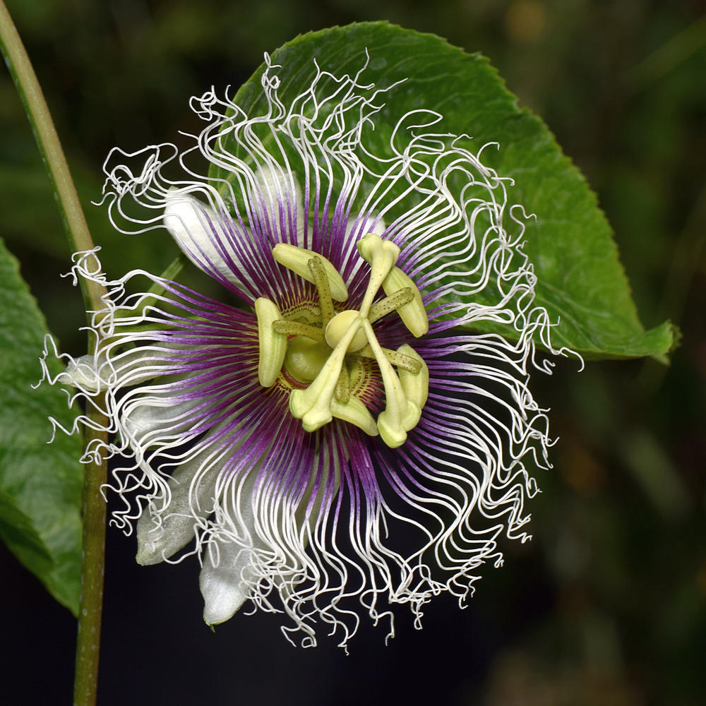 Passilflora.jpg