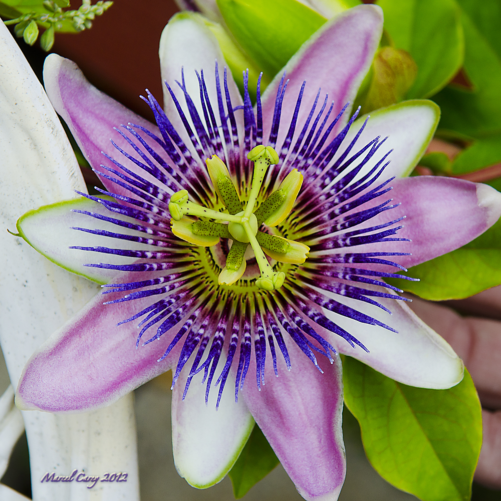 passion flower 1.jpg