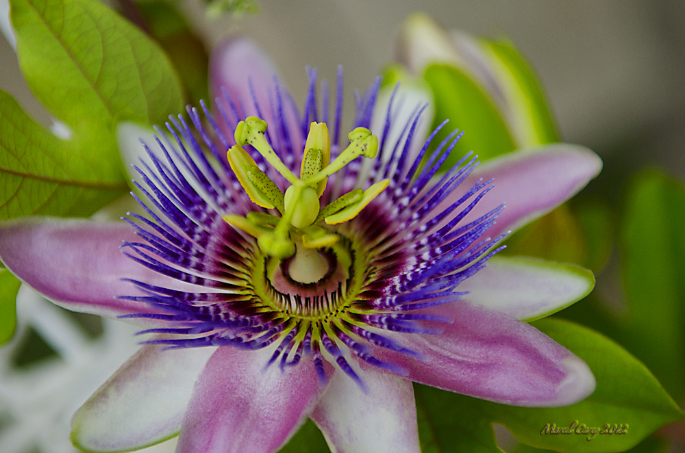 Passion flower 2.jpg