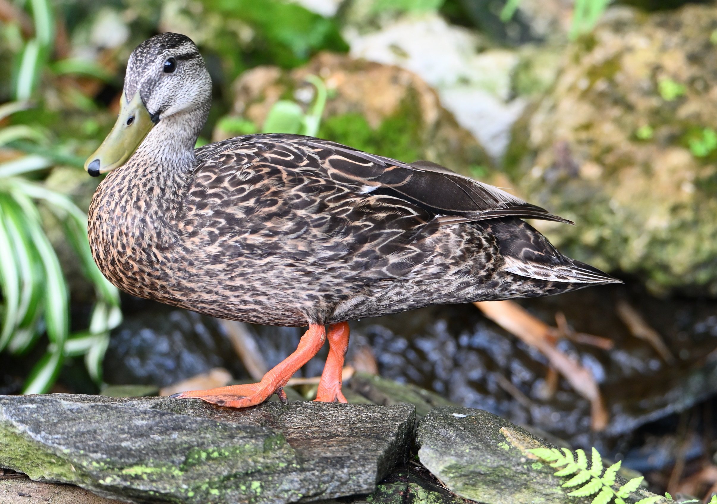 Patty the poser.JPG