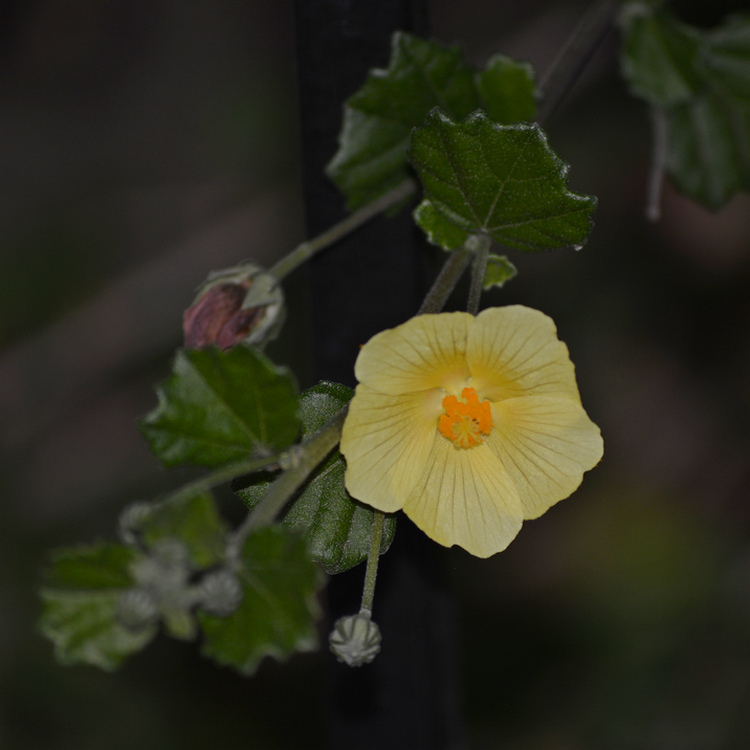 Pavonia01Jan2014.jpg