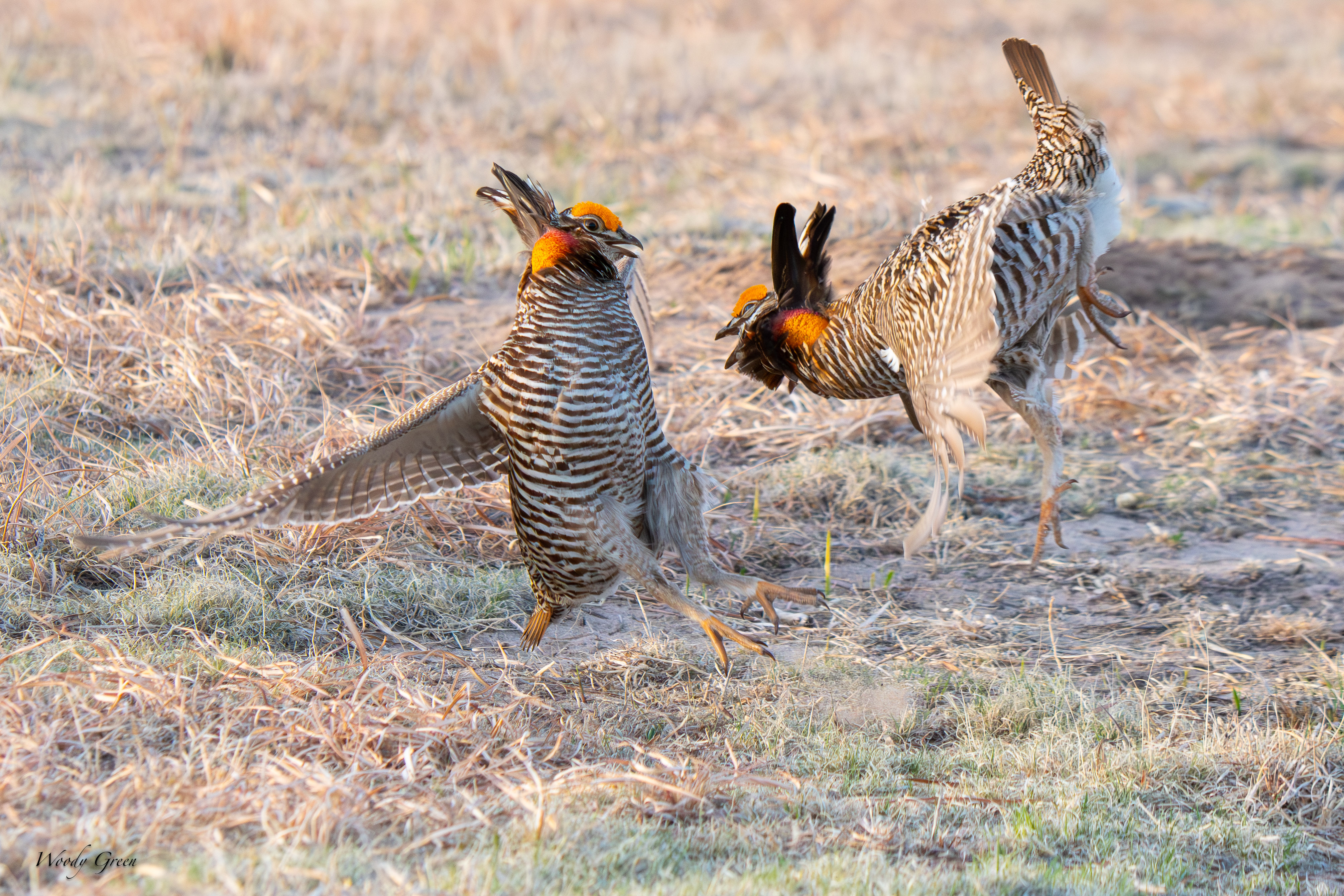 PChickenFight-106.jpg