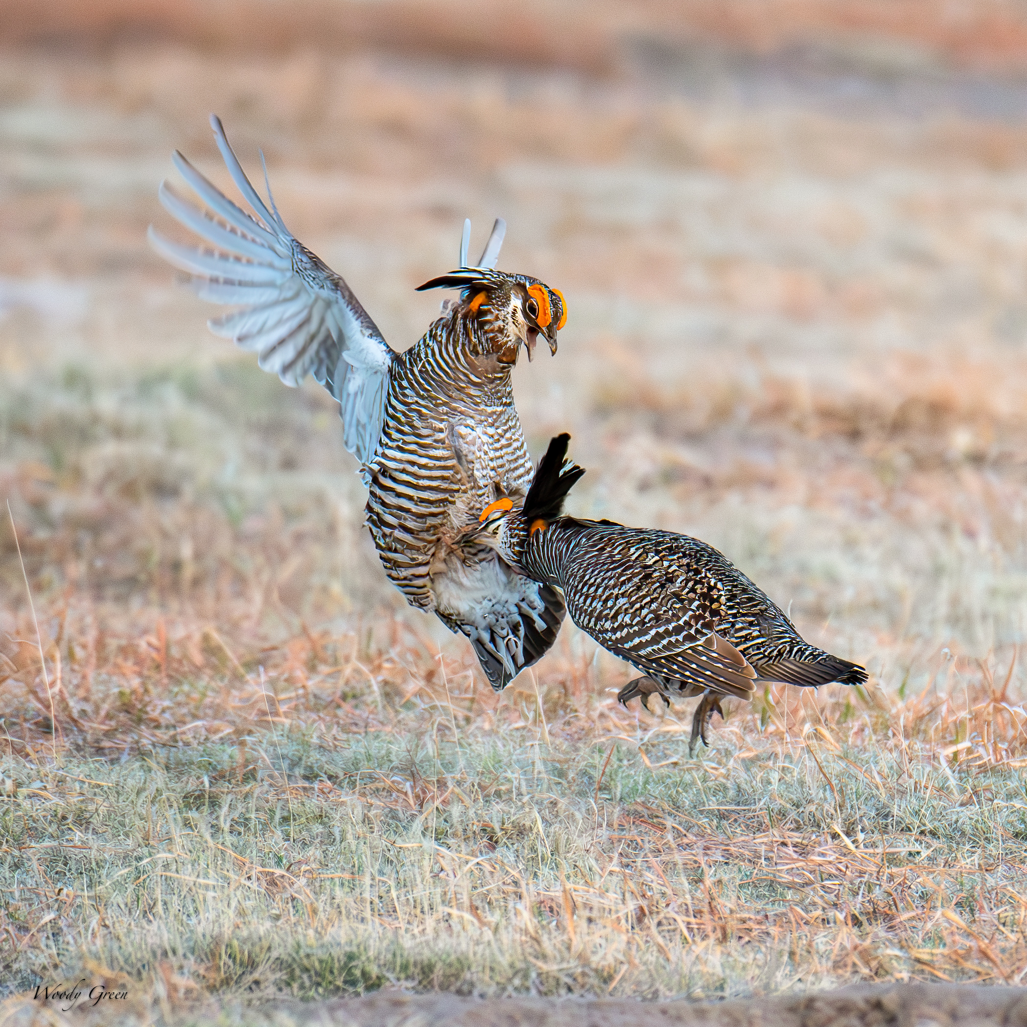 PChickenFight-98.jpg