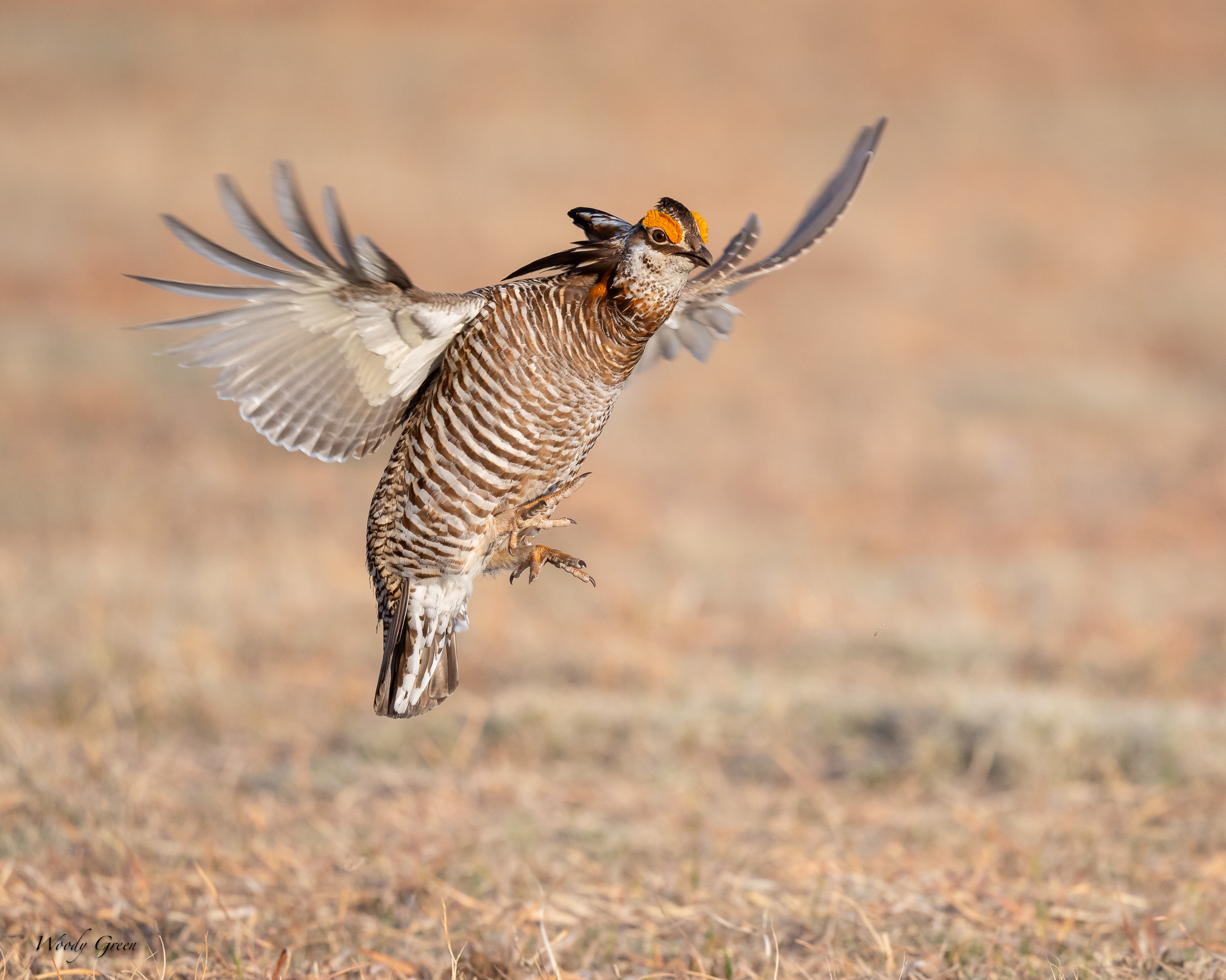 PChickenFlight-100.jpg
