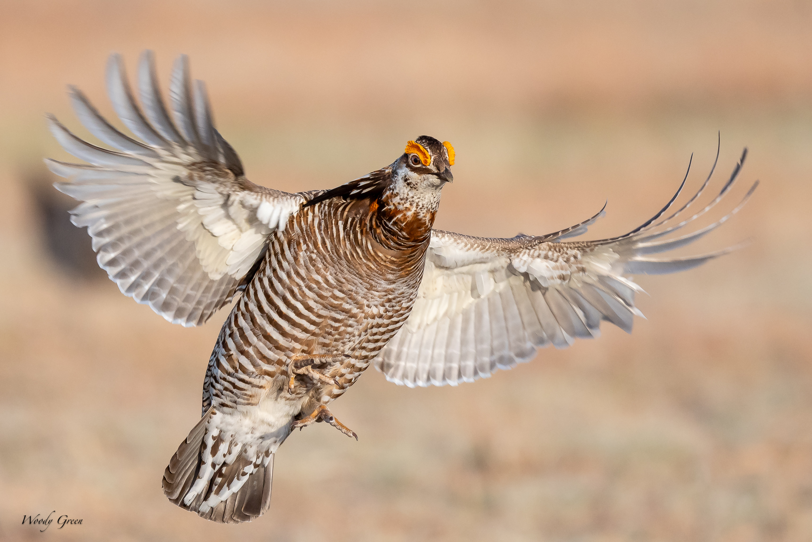 PChickenFlight-99.jpg