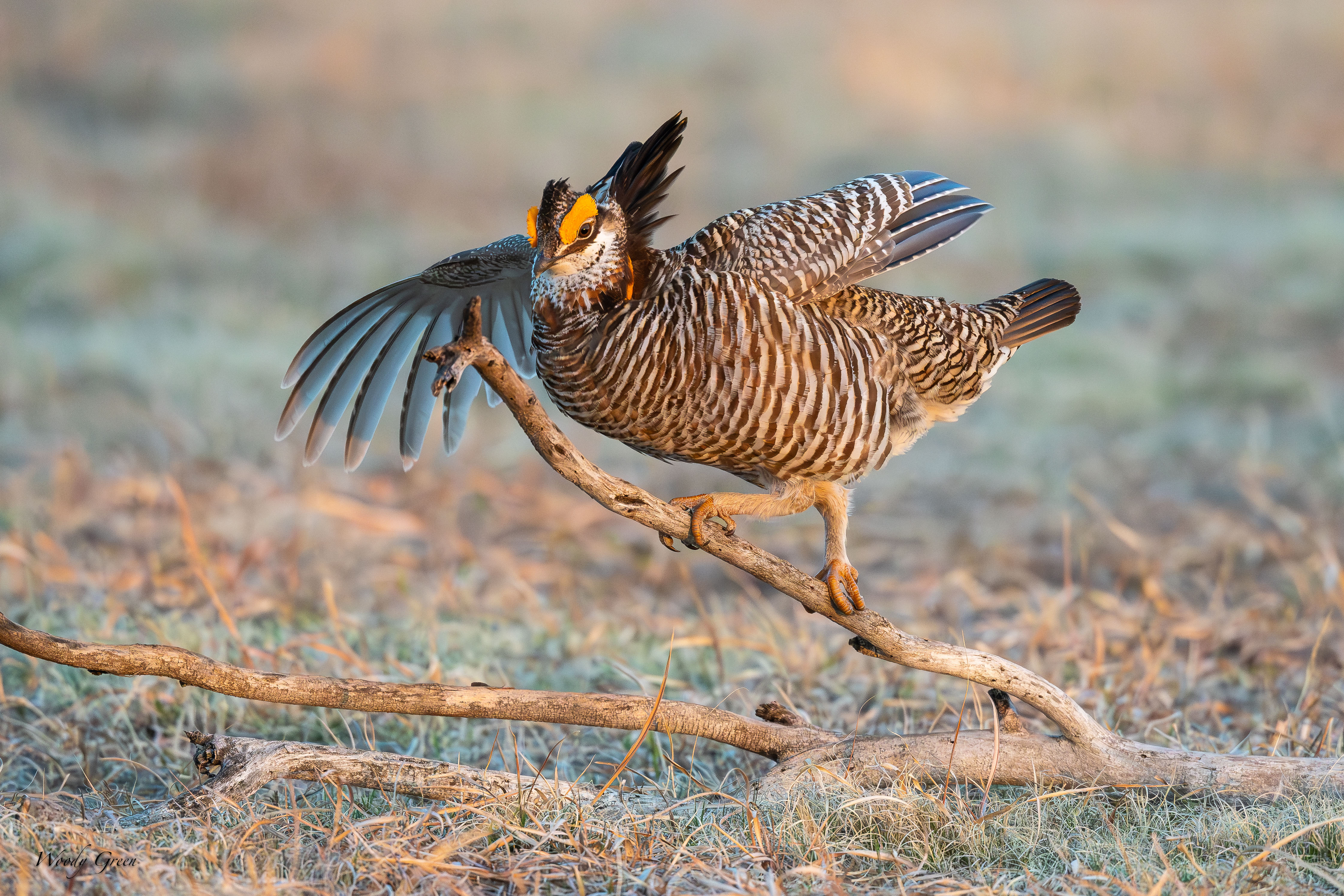 PChickenPerched-101.jpg
