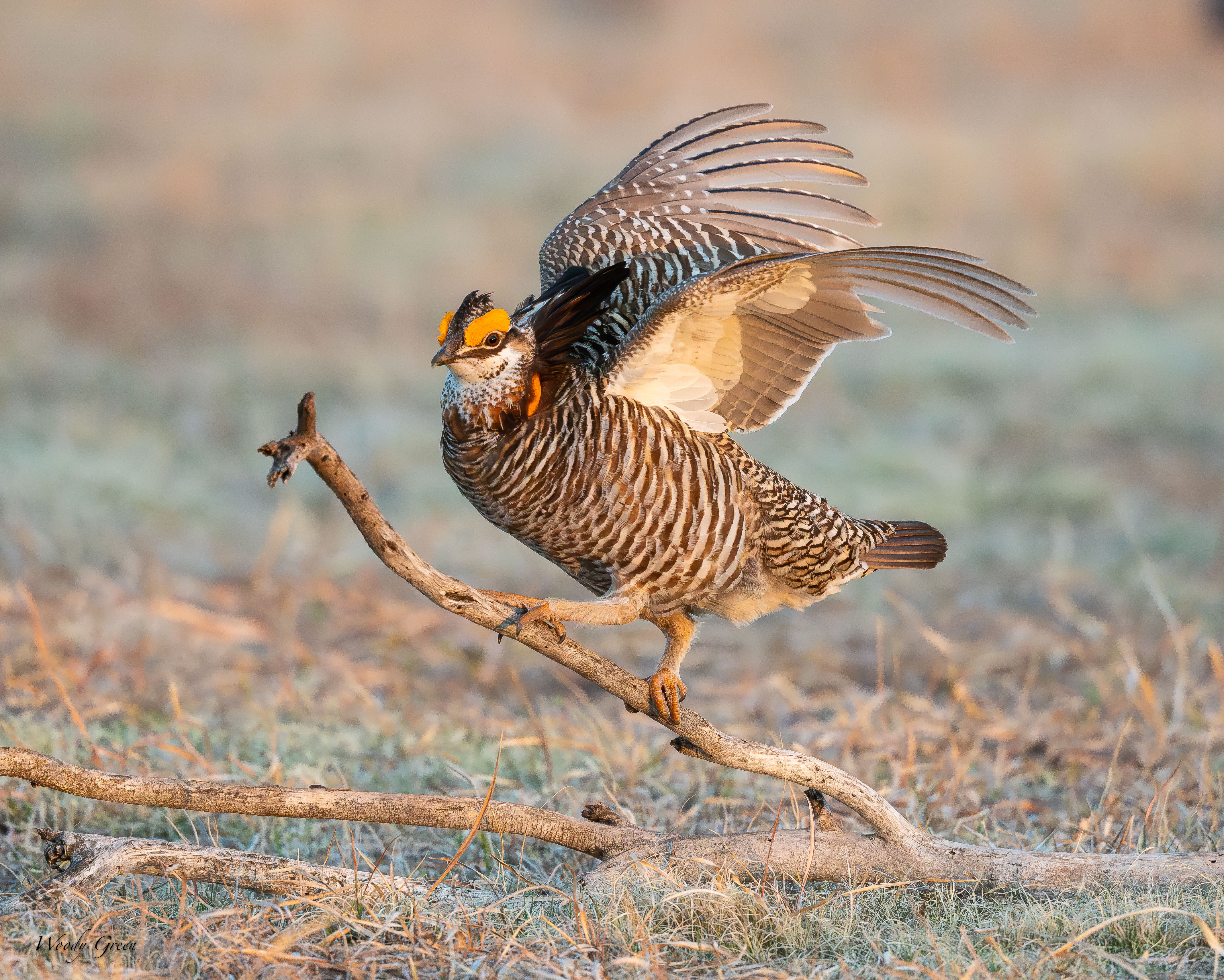 PChickenPerched-102.jpg