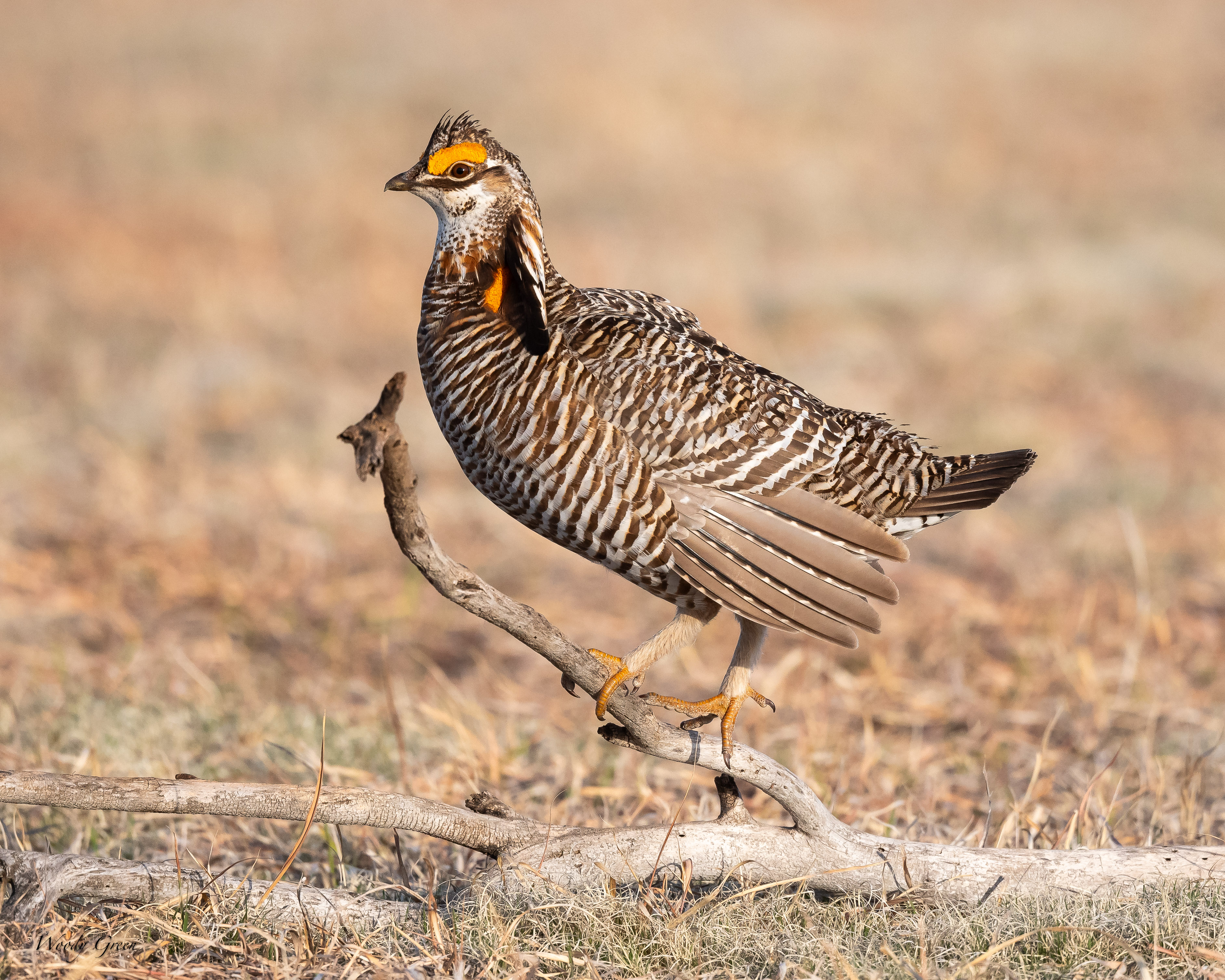 PChickenPerched-98.jpg