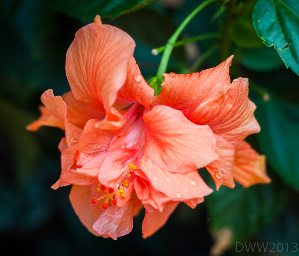Peach Flower (1 of 1).jpg