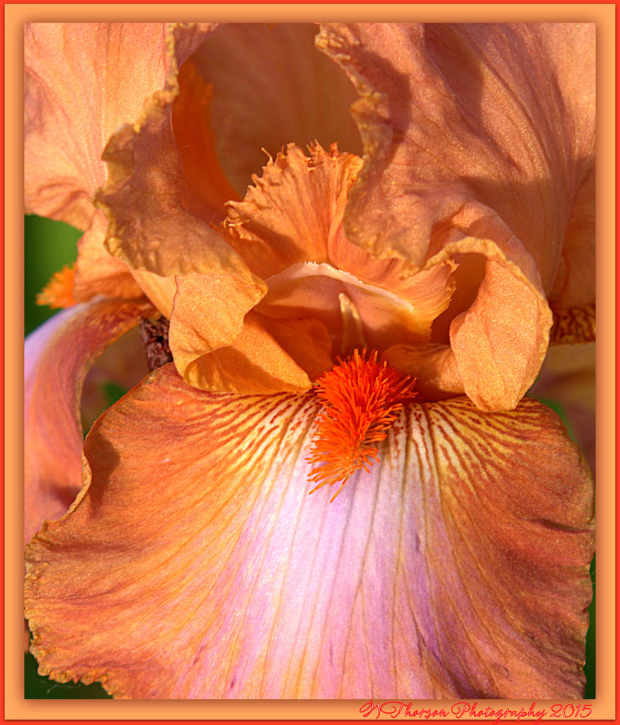 Peach Iris.jpg
