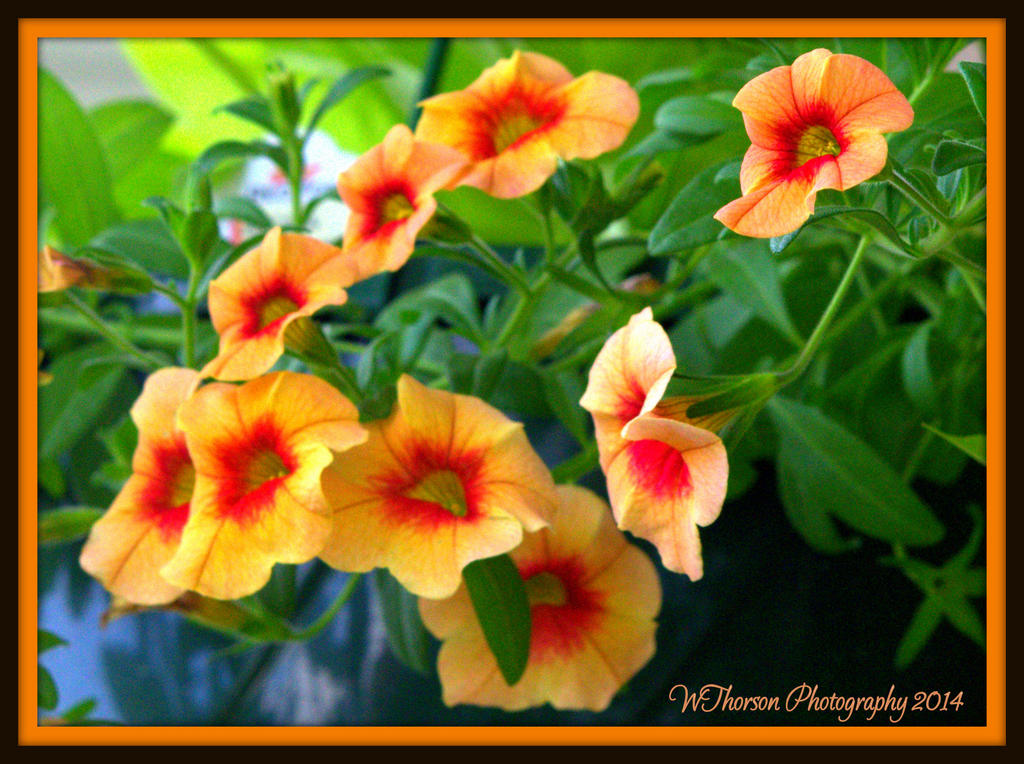 Peach Petunias.jpg