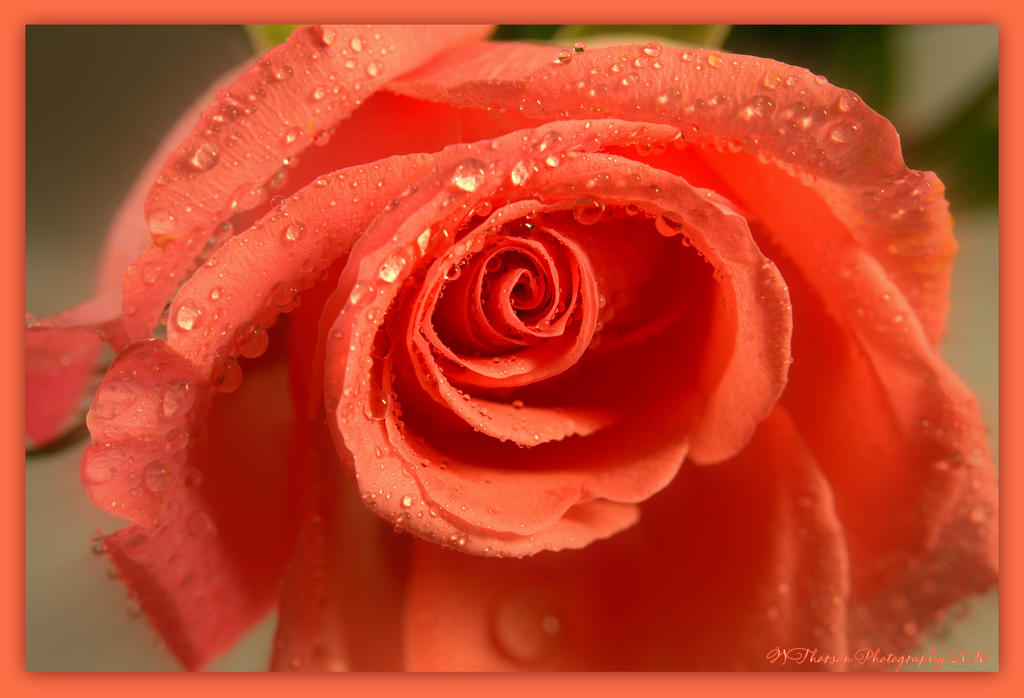Peach Rose 2-14-2016.jpg