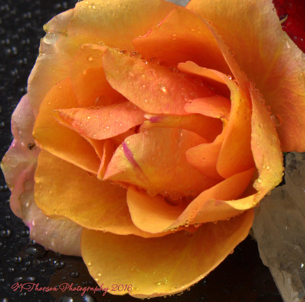 Peach Rose Close Up 8-30-2016.jpg
