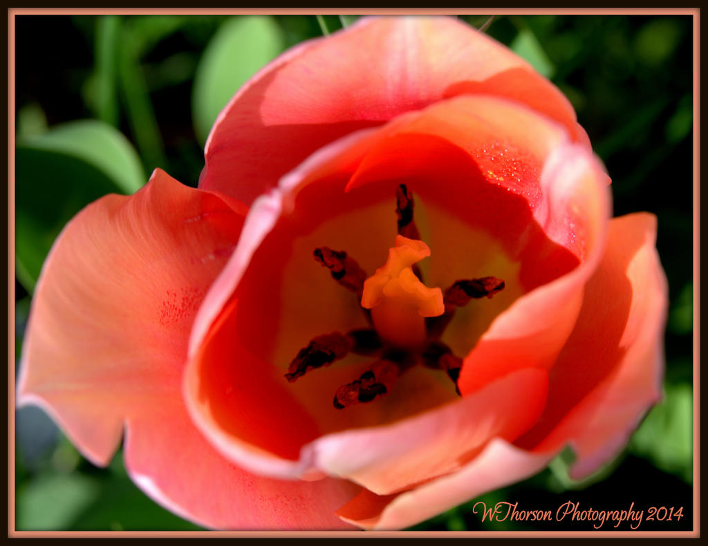Peach Tulip Close Up.jpg