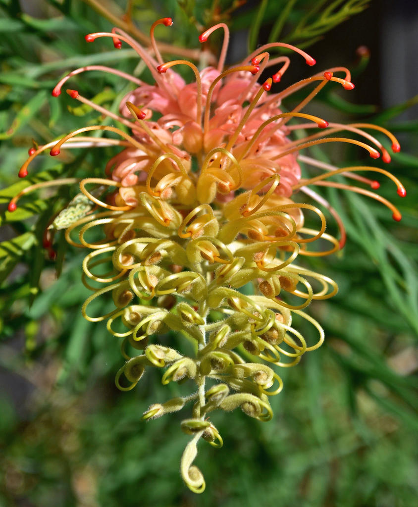 Grevillea 'Peaches & Cream'