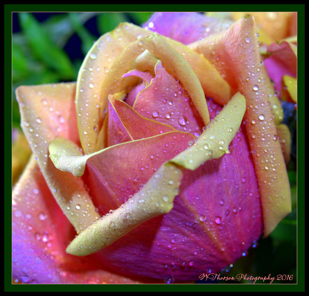 Peachy Pink Rose 5-23-2016.jpg