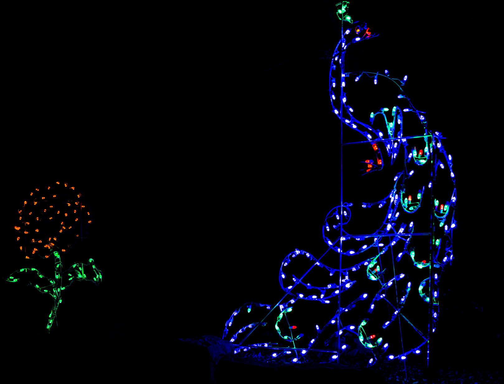 Peacock and Flower (1 of 1).jpg