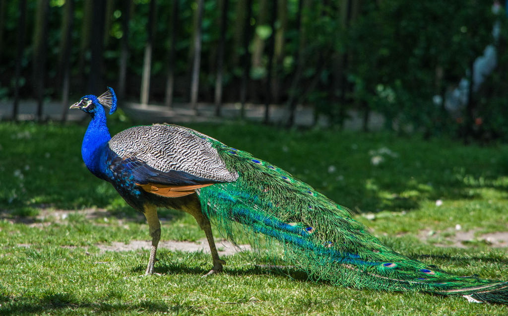 Peacock.jpg