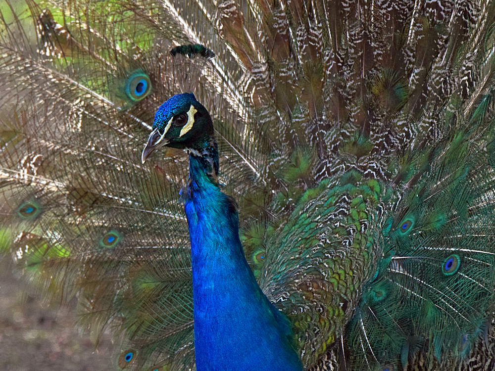 Peacock.jpg