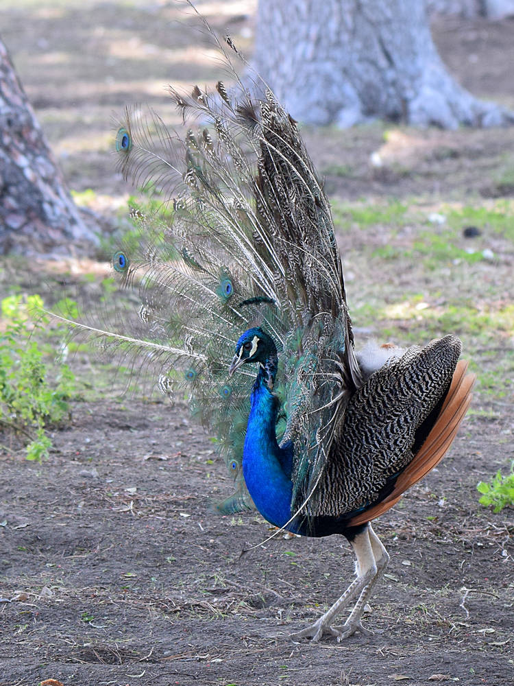 Peacock5.jpg