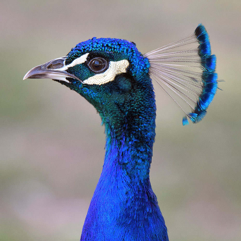 Peacock6.jpg