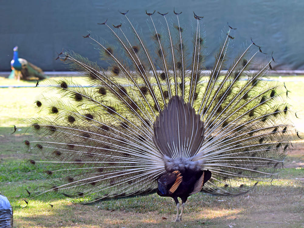 Peacock7.jpg