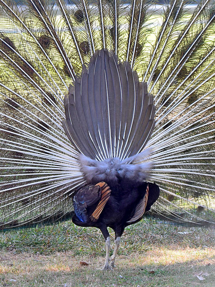 Peacock9.jpg