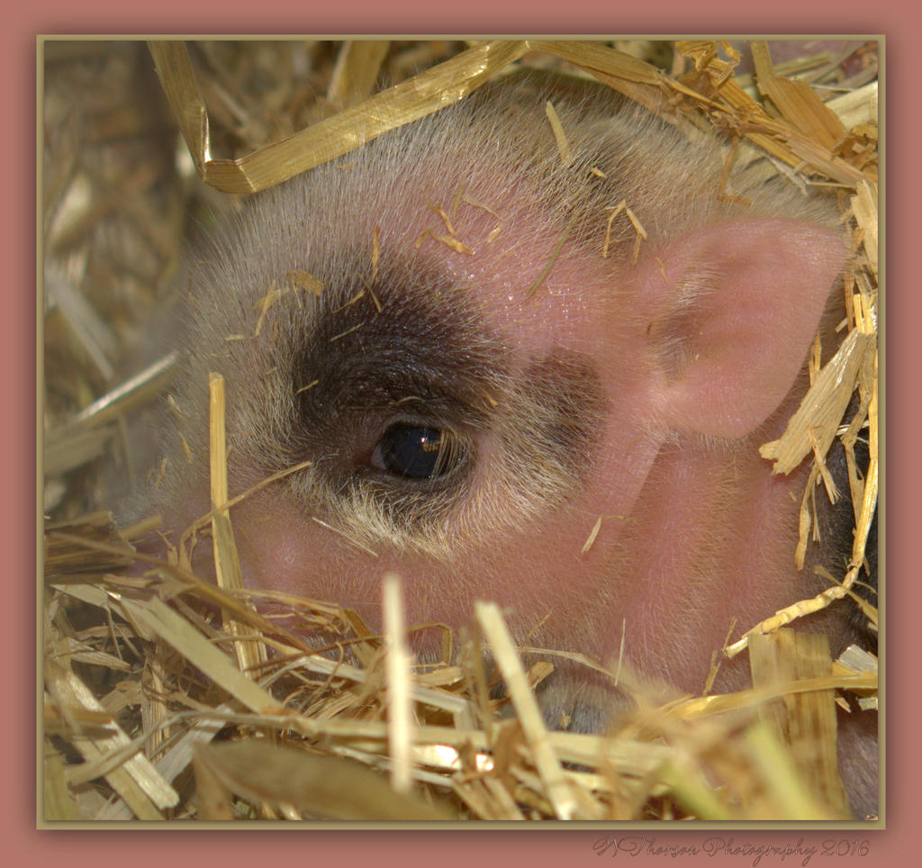Peeking Piglet  4-29-2016.jpg