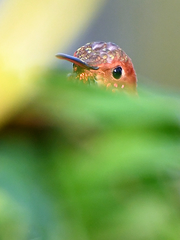 Peep.jpg