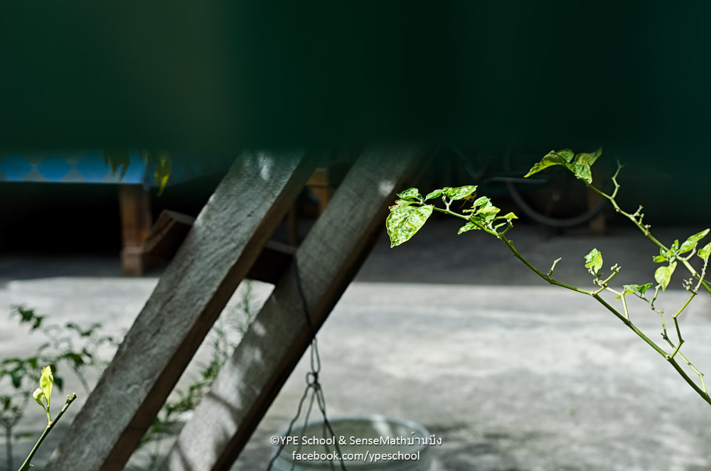peeping-1.jpg