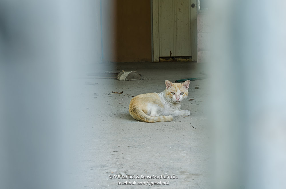 peeping-2.jpg