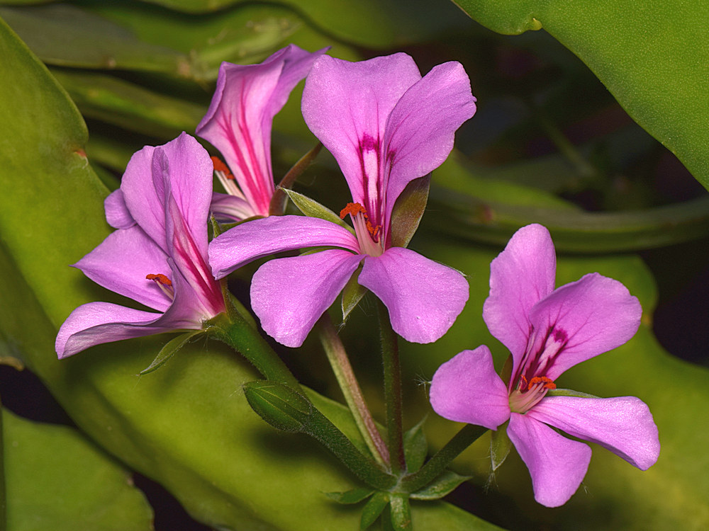 Pelargonium.jpg