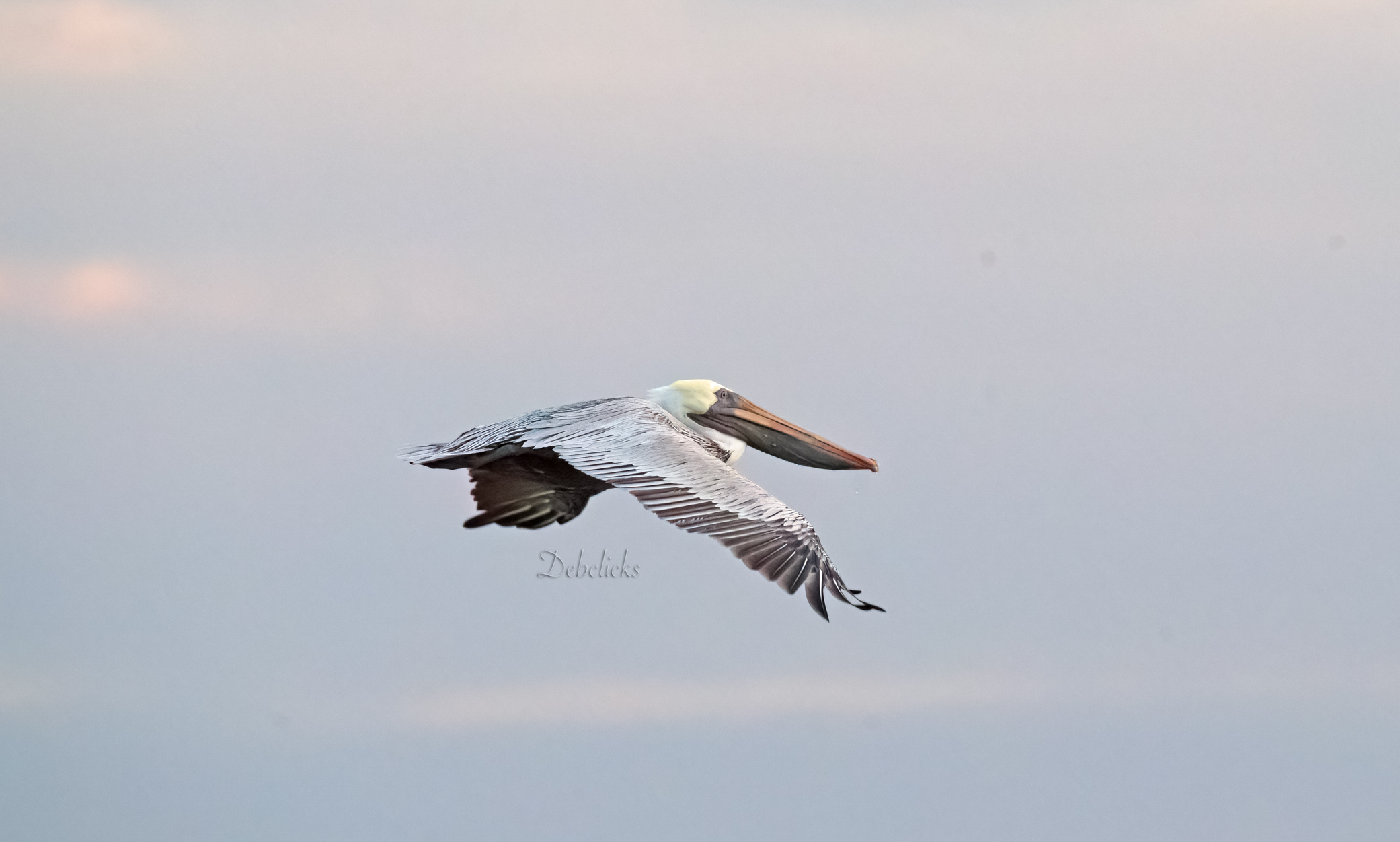 peli.jpg