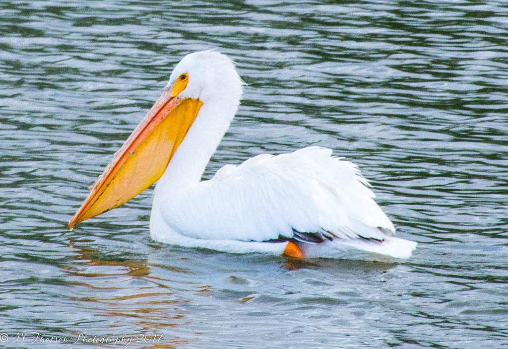 Pelican #2 5-17-2017.jpg