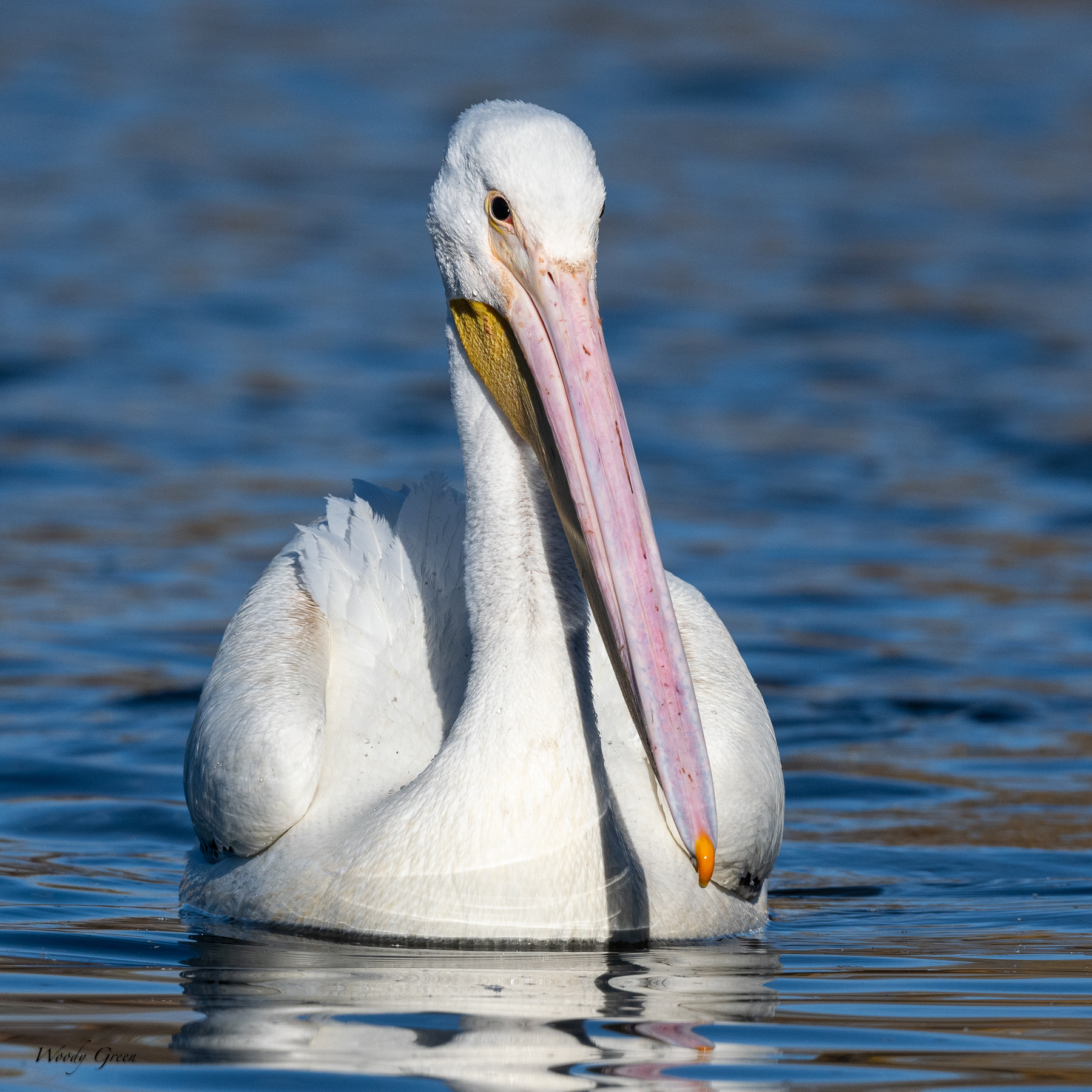 Pelican-453.jpg