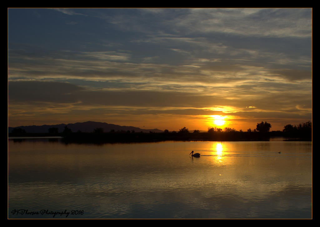 Pelican at Sunset 6-8-2016.jpg