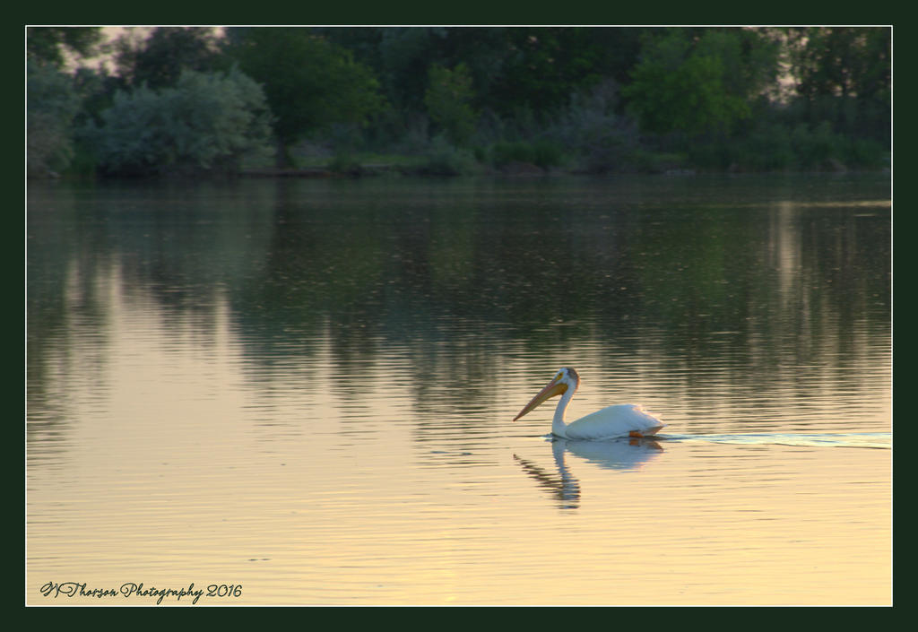 Pelican at the Lake 6-8-2016.jpg