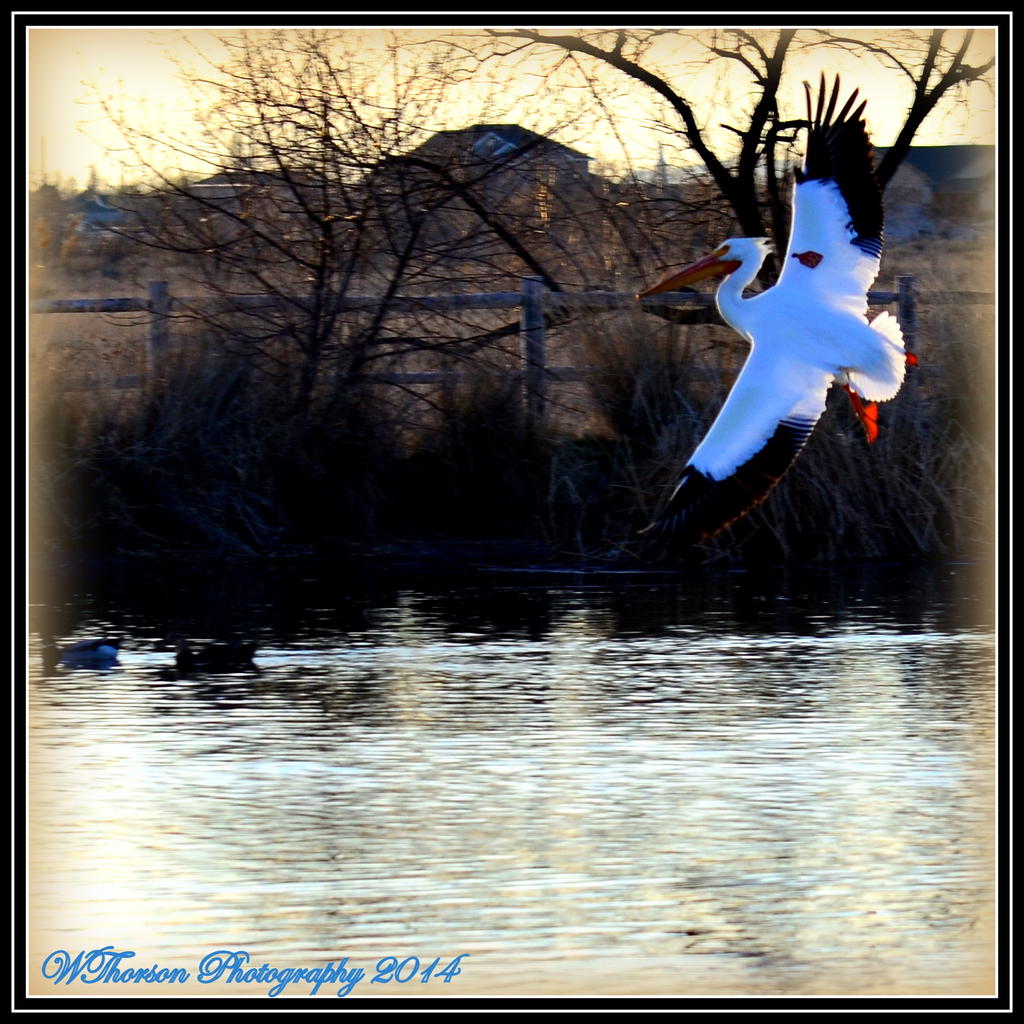Pelican coming in for a landing.jpg