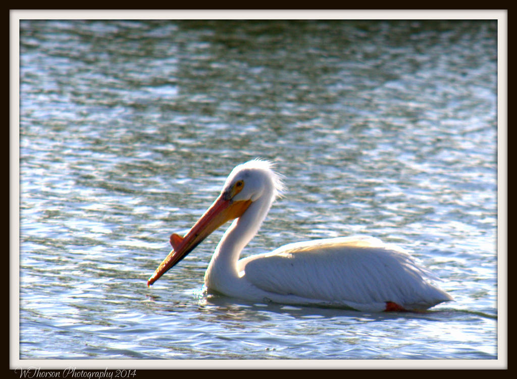 Pelican in Spring.jpg