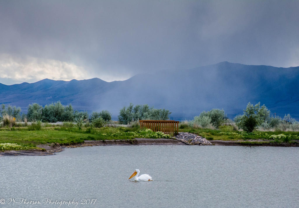 Pelican in the Storm 5-17-2017.jpg