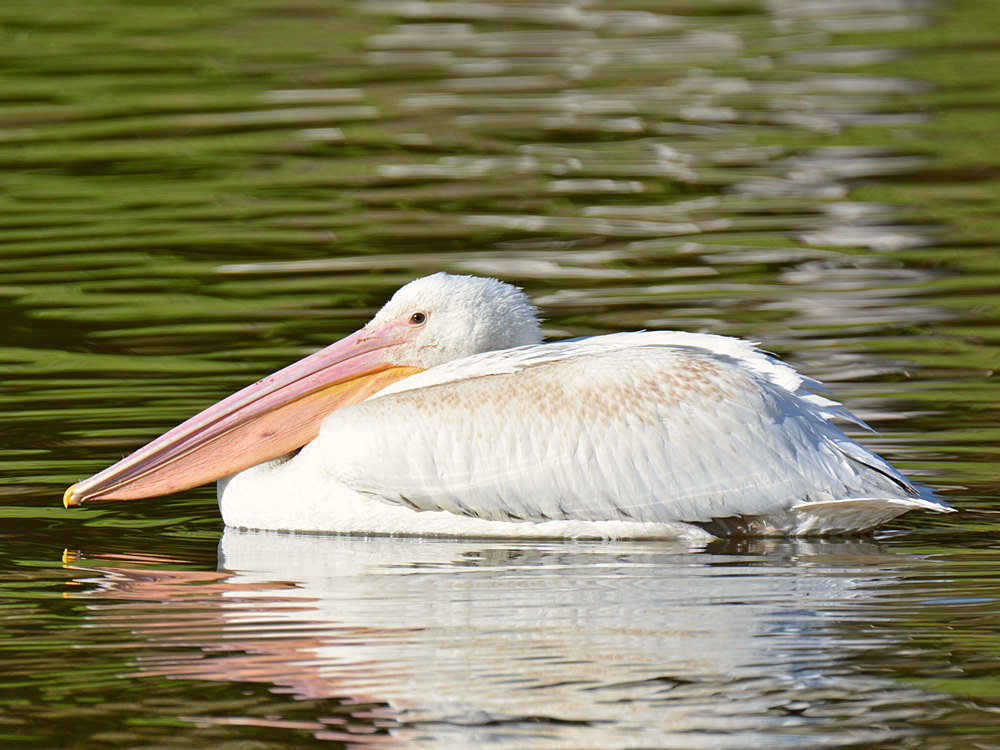 Pelican.jpg