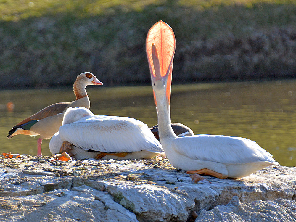 Pelican.jpg