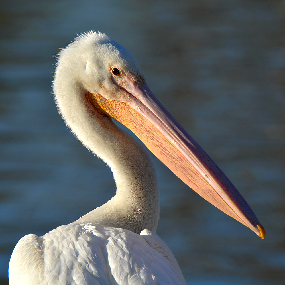 Pelican.jpg
