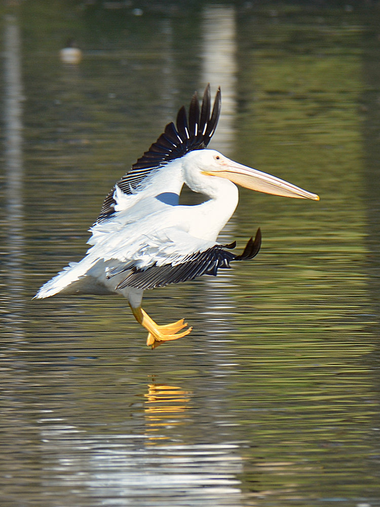 Pelican.jpg