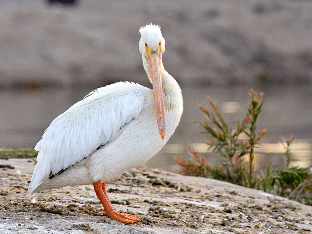 Pelican.jpg